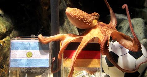 An ode to Paul the Octopus, the true star of the 2010 .